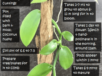 How to Grow Vanilla