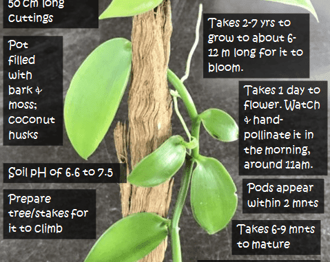 How to Grow Vanilla